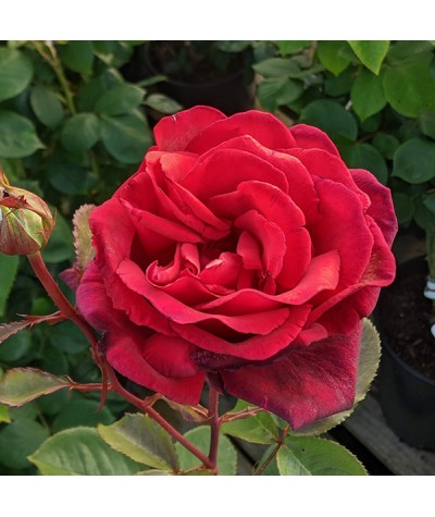 Rosa Velvet Fragrance (6lt)