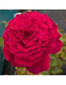 Rosa Velvet Fragrance (6lt)