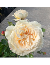 Rosa Vera Bella (3lt)