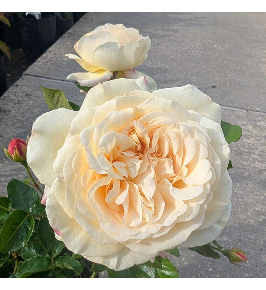 Rosa Vera Bella (3lt)