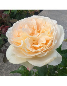 Rosa Vera Bella (3lt)