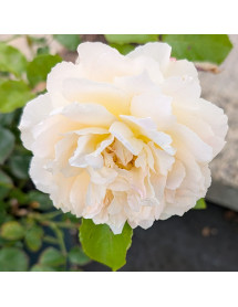 Rosa Vera Bella (3lt)