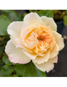 Rosa Vera Bella (3lt)