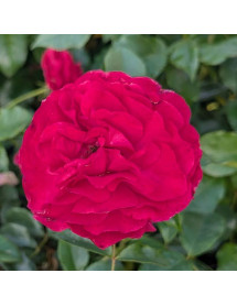 Rosa Very Berry (6lt) Rosa Very Berry (6lt)