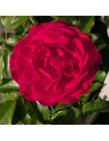 Rosa Very Berry (6lt)