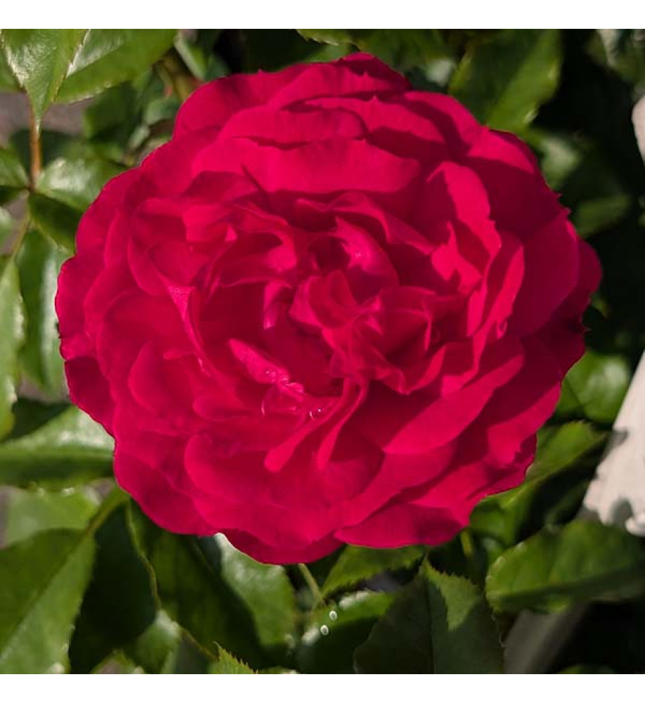 Rosa Very Berry (6lt)