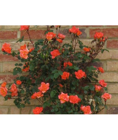 Rosa Warm Welcome (6lt)