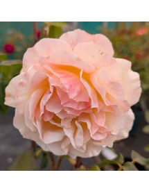 Rosa Whisky Mac (6lt)