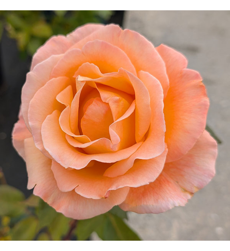 Rosa Whisky Mac (6lt)
