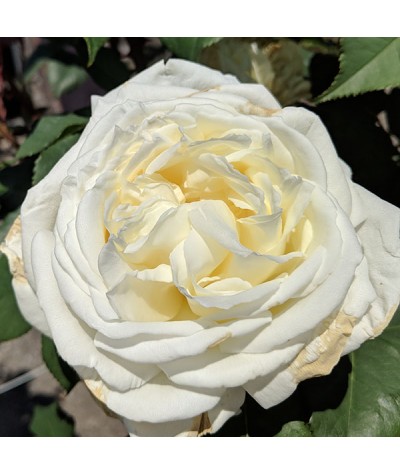 Rosa The Diamond Wedding Rose (Half Standard) (12lt)