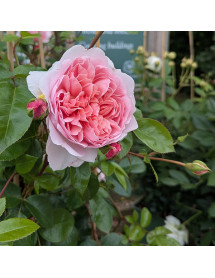 Rosa Wildeve (6lt)