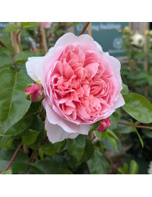 Rosa Wildeve (6lt)