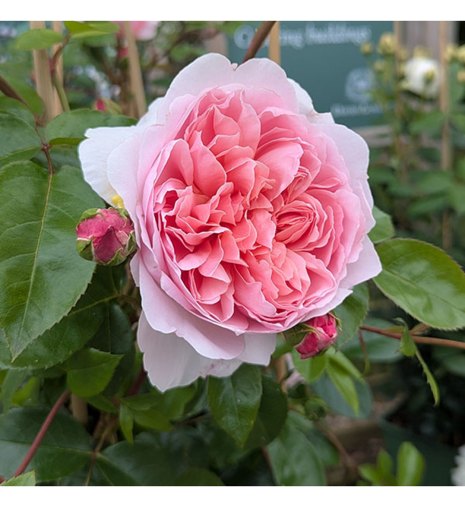 Rosa Wildeve (6lt)