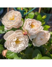 Rosa William and Catherine (David Austin)(6lt) Rosa William and Catherine (David Austin)(6lt)