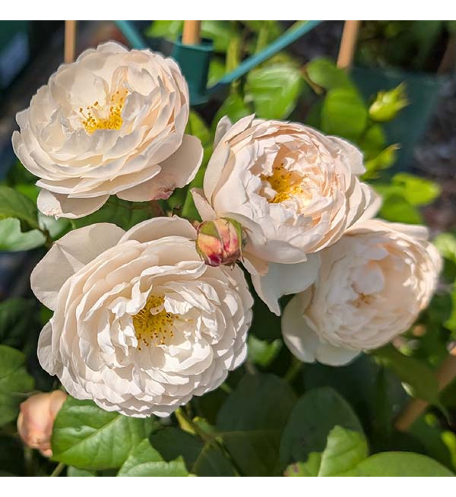 Rosa William and Catherine (David Austin)(6lt)