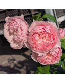 Rosa Wisley 2008 (David Austin) (6lt)