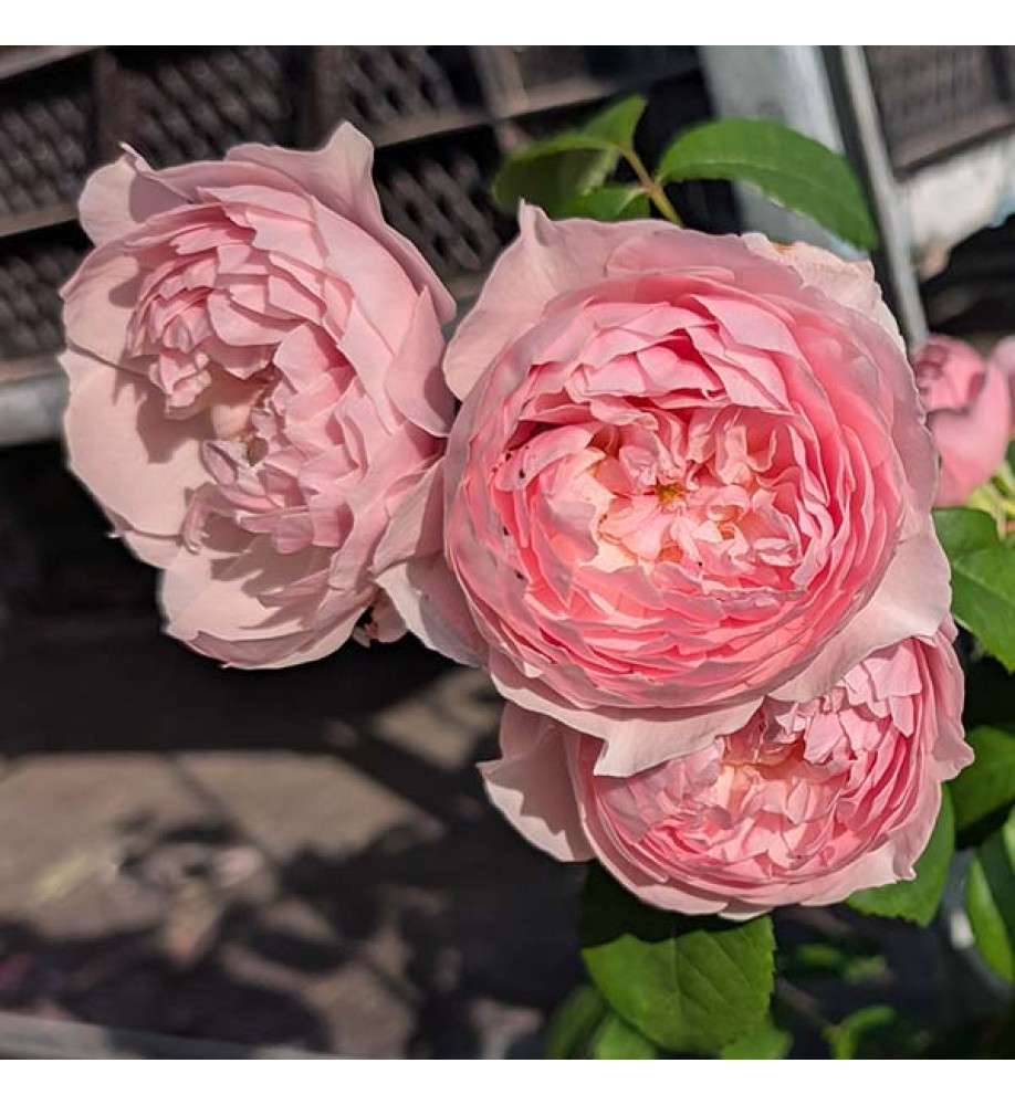 Rosa Wisley 2008 (David Austin) (6lt)