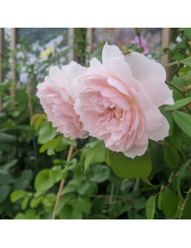 Rosa Wisley 2008 David Austin (6lt)