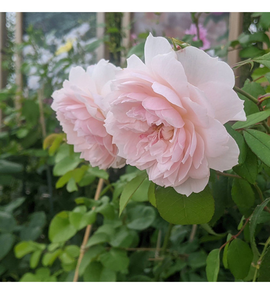 Rosa Wisley 2008 David Austin (6lt)