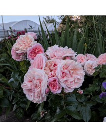 Rosa Wonderful Life (6lt)