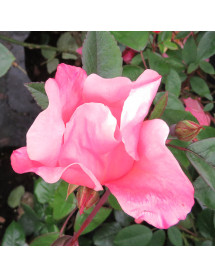Rosa x odorata Mutabilis (4.5lt)