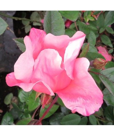 Rosa x odorata Mutabilis (6lt)