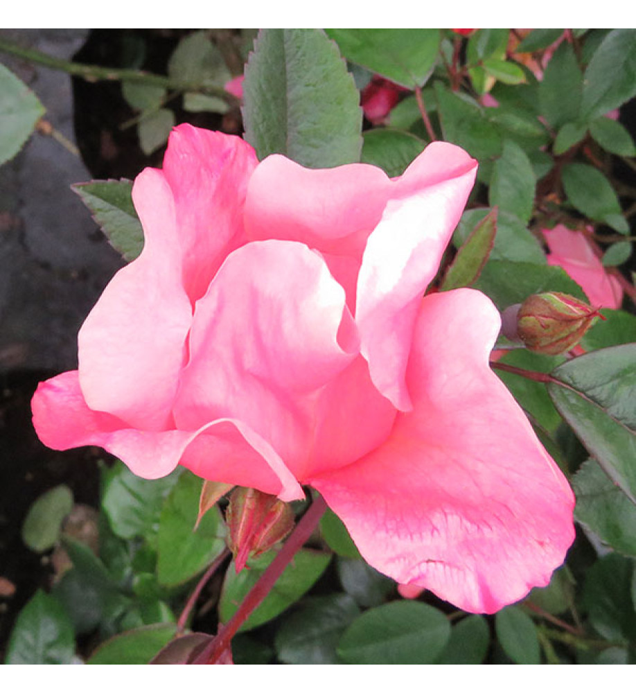 Rosa x odorata Mutabilis (4.5lt)