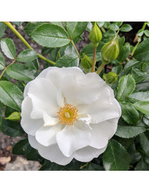 Rosa Yorkshire (6lt) Rosa Yorkshire (6lt)