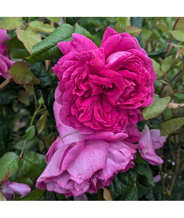 Rosa Young Lycidas (Ausvibrant) (6lt)