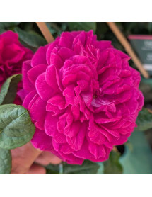 Rosa Young Lycidas (Ausvibrant) (David Austin)(6lt)