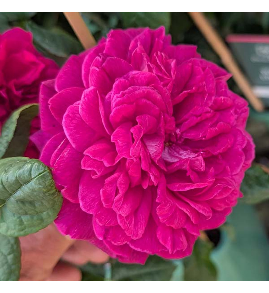 Rosa Young Lycidas (Ausvibrant) (David Austin)(6lt)