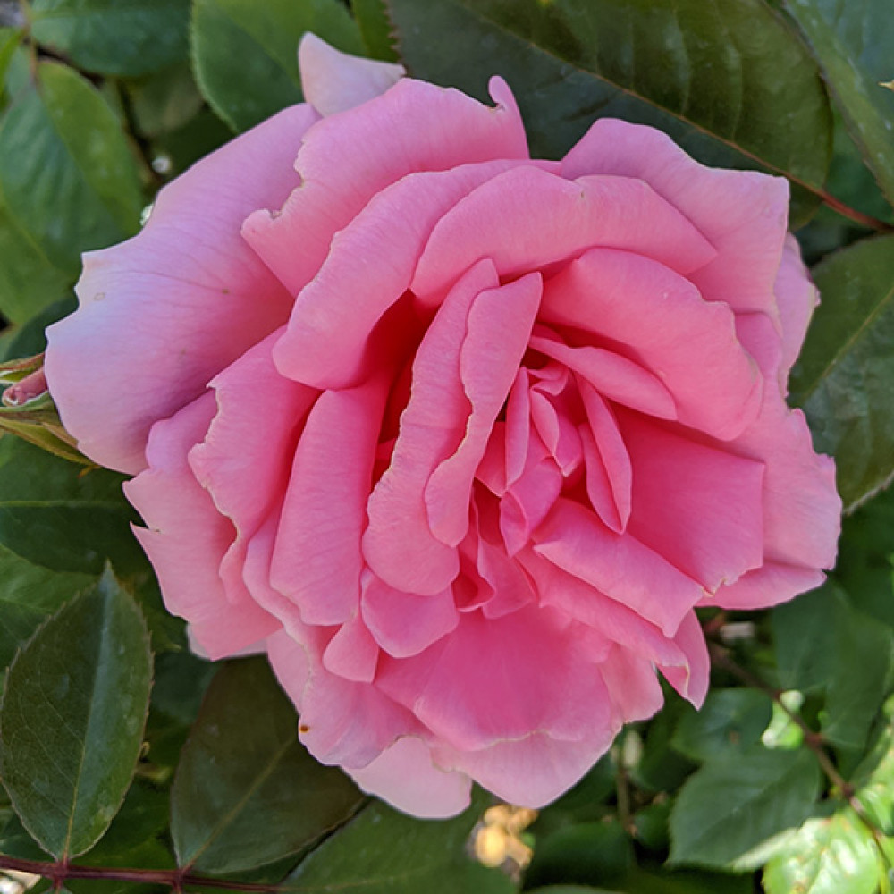 Rosa You're Beautiful (6lt)