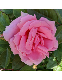 Rosa You're Beautiful (6lt)