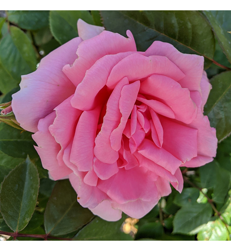 Rosa You're Beautiful (6lt)