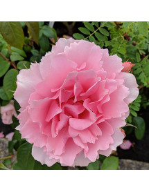 Rosa You're Beautiful (6lt) Rosa You're Beautiful (6lt)