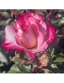 Rosa You're My Everything (6lt) Rosa You're My Everything (6lt)
