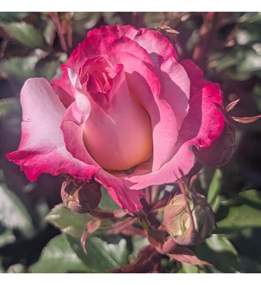 Rosa You're My Everything (6lt)