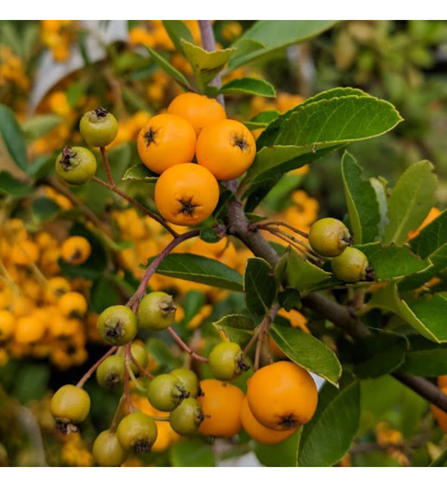Pyracantha Soleil d'Or (trellis) (15lt)