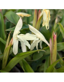Roscoea x beesiana Cream Group (1lt)