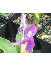 Roscoea purpurea (1lt)