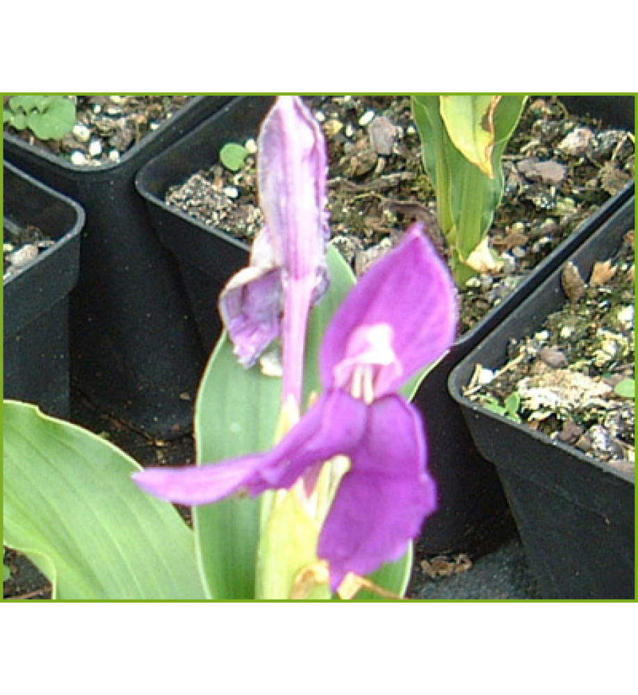 Roscoea purpurea (1lt)