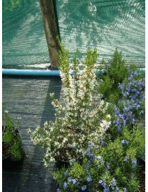 Rosmarinus officinalis Lady in White (1.5lt)