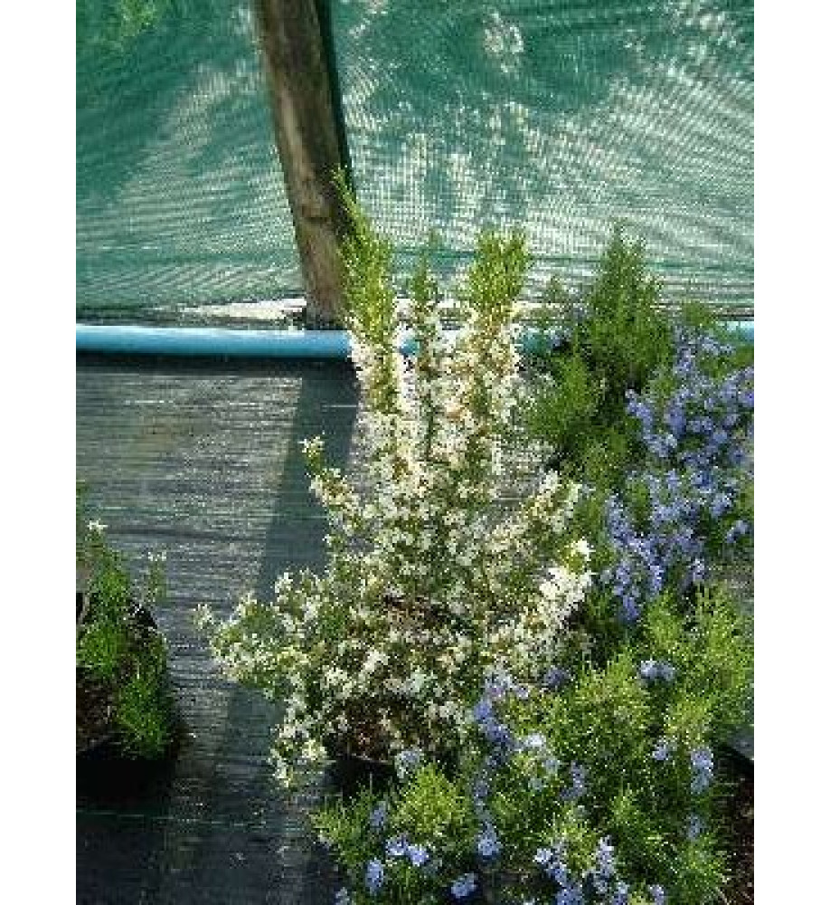 Rosmarinus officinalis Lady in White (1.5lt)