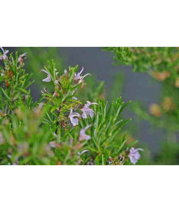 Rosmarinus officinalis Roseus (1lt)