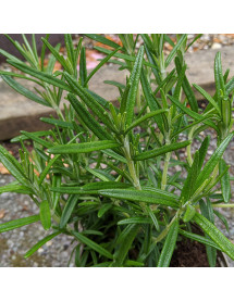 Rosmarinus officinalis Upright (9cm)