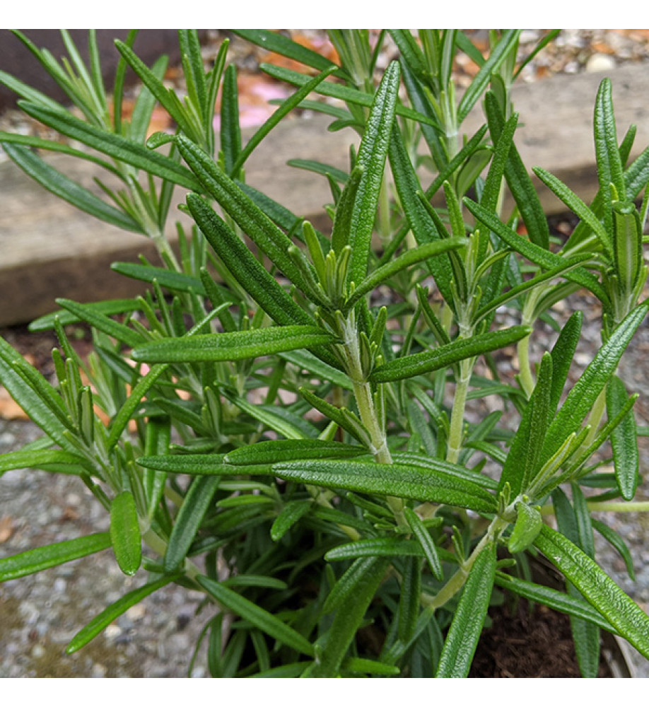 Rosmarinus officinalis Upright (9cm)