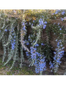 Rosmarinus officinalis Whitewater Silver (2lt)