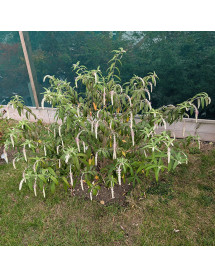 Rostrinucula dependens (7.5lt)