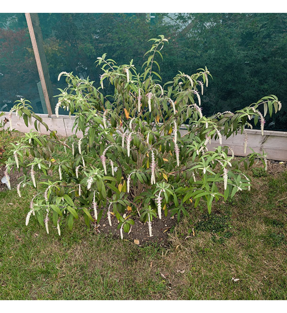 Rostrinucula dependens (7.5lt)