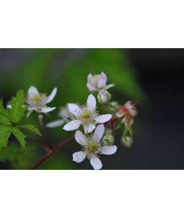 Rubus fructicosus Oregon Thornless (Blackberry) (2lt)